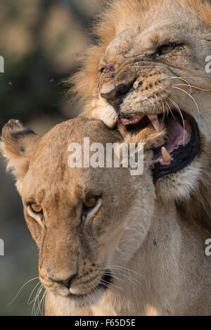 Mating pair of Lions in black and white in the Etosha National Park ...