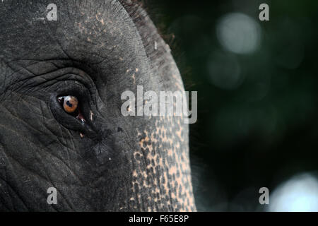 Sumatra, Indonesia. 12th Nov, 2015. A Sumatran elephants face, staring at the age of 43 years Agustina trained to patrol, forest Tangkahan, North Sumatra, Indonesia, November 12, 2015. Rudikita Sembiring, An environmental group says, 160 population of Sumatran elephants are in crisis, because most of the remaining forests of the Indonesian island has become smaller and fell sharply due to hunting high to take ivory, many poisoned or shot, highlighting the lack of law enforcement against poaching country.  Credit:  Ivan Damanik/Alamy Live News Stock Photo