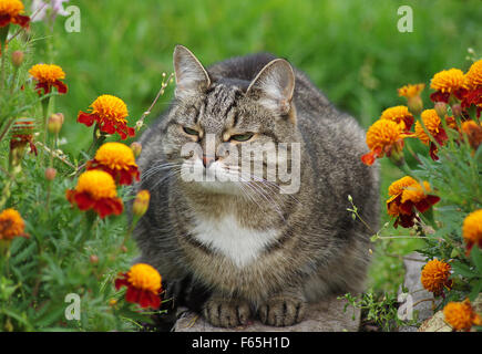Cat among the flowers in the garden. Stock Photo