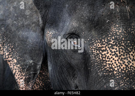 Sumatra, Indonesia. 12th Nov, 2015. A Sumatran elephants face, staring at the age of 43 years Agustina trained to patrol, forest Tangkahan, North Sumatra, Indonesia, November 12, 2015. Rudikita Sembiring, An environmental group says, 160 population of Sumatran elephants are in crisis, because most of the remaining forests of the Indonesian island has become smaller and fell sharply due to hunting high to take ivory, many poisoned or shot, highlighting the lack of law enforcement against poaching country. Credit:  Ivan Damanik/Alamy Live News Stock Photo