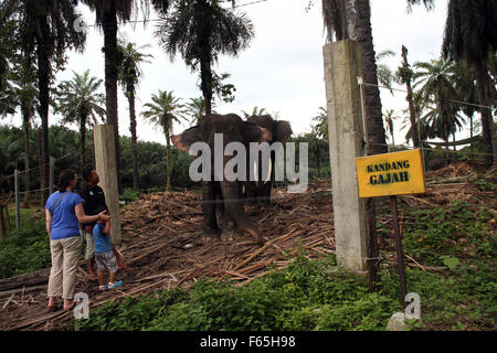 Sumatra, Indonesia. 12th Nov, 2015. Visitors see Sumatran elephants are trained to patrol, forest Tangkahan, North Sumatra, Indonesia, November 12, 2015. Rudikita Sembiring, An environmental group says, 160 population of Sumatran elephants are in crisis, because most of the remaining forests of the Indonesian island has become smaller and fell sharply due to hunting high to take ivory, many poisoned or shot, highlighting the lack of law enforcement against poaching country. Credit:  Ivan Damanik/Alamy Live News Stock Photo