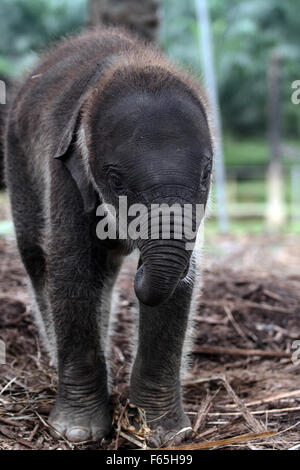 Sumatra, Indonesia. 12th Nov, 2015. Albertina, aged four months as a newborn child Sumatran elephants, standing trained to patrol, forest Tangkahan, North Sumatra, Indonesia, November 12, 2015. A total of three Sumatran elephant calf is born, the mother of 25 year old Olive, Agustina age of 43 years, and Yuni age of 27 with his father named Theo, age 27 years, with a content of more than 22 months. Credit:  Ivan Damanik/Alamy Live News Stock Photo