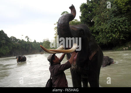 Sumatra, Indonesia. 12th Nov, 2015. Indonesia handler used as forest guards to care for Sumatran elephants, trained to patrol the forest Tangkahan, North Sumatra, Indonesia, November 12, 2015. Rudikita Sembiring, An environmental group says, 160 population of Sumatran elephants are in crisis, because most of the remaining forests of the Indonesian island has become smaller and fell sharply due to hunting high to take ivory, many poisoned or shot, highlighting the lack of law enforcement against poaching country. Credit:  Ivan Damanik/Alamy Live News Stock Photo
