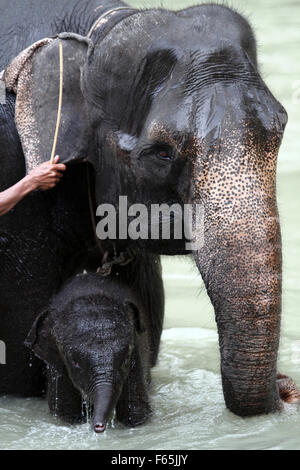 Sumatra, Indonesia. 12th Nov, 2015. A mother Sumatran elephants, along Crishtoper one month of age who are trained to patrol, forest Tangkahan, North Sumatra, Indonesia, November 12, 2015. A total of three Sumatran elephant calf is born, the mother of 25 year old Olive, Agustina age of 43 years, and Yuni age of 27 with his father named Theo, age 27 years, with a content of more than 22 months. Credit:  Ivan Damanik/Alamy Live News Stock Photo