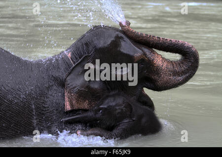 Sumatra, Indonesia. 12th Nov, 2015. A mother Sumatran elephants squirt water, by hugging her son, Crishtoper one month of age who are trained to patrol, forest Tangkahan, North Sumatra, Indonesia, November 12, 2015. A total of three Sumatran elephant calf is born, the mother of 25 year old Olive, Agustina age of 43 years, and Yuni age of 27 with his father named Theo, age 27 years, with a content of more than 22 months. Credit:  Ivan Damanik/Alamy Live News Stock Photo