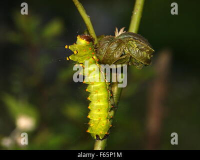 Prickly caterpillar on a plant.  Indian moon moth or Indian luna moth, Actias selene. Spiny caterpillar