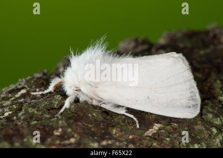Brown-tail, browntail moth, Goldafter, Dunkler Goldafter, Euproctis chrysorrhoea, Lymantriinae, Trägspinner, Schadspinner Stock Photo