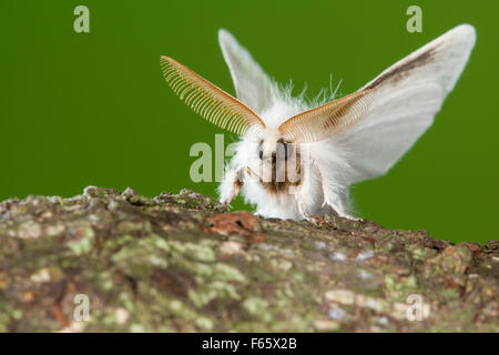 Brown-tail, browntail moth, antenna, antennae, Goldafter, Antennen, Portrait, Euproctis chrysorrhoea, Lymantriinae, Trägspinner Stock Photo
