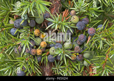 Common Juniper, juniper berry, berries, Gewöhnlicher Wacholder, Wacholderbeeren, Früchte, Juniperus communis, Genévrier commun Stock Photo