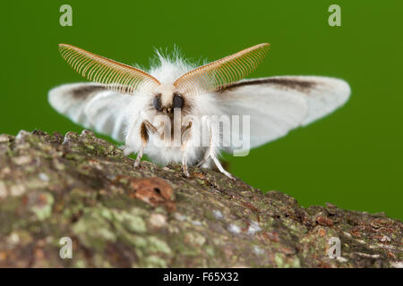 Brown-tail, browntail moth, antenna, antennae, Goldafter, Antennen, Portrait, Euproctis chrysorrhoea, Lymantriinae, Trägspinner Stock Photo