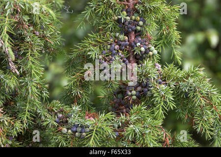 Common Juniper, juniper berry, berries, Gewöhnlicher Wacholder, Wacholderbeeren, Früchte, Juniperus communis, Genévrier commun Stock Photo