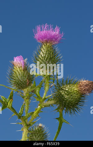 Spear Thistle, Bull Thistle, Spear-Thistle, Bull-Thistle, Gewöhnliche Kratzdistel, Distel, Cirsium vulgare, Cirsium lanceolatum Stock Photo