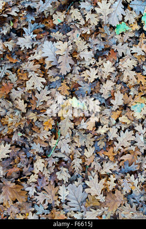 Leaf litter oak tree leaves on the ground in winter Stock Photo - Alamy
