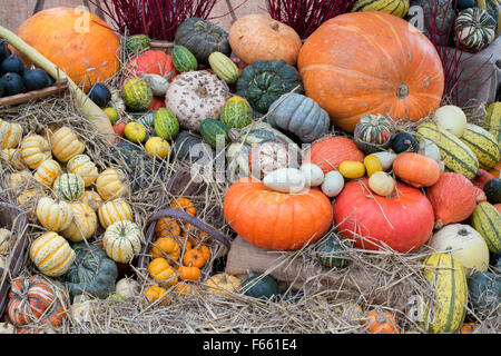 Pumpkin, Squash and Gourd Display Stock Photo