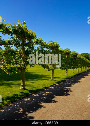 Avenue of trees in garden at Rufford Abbey near Ollerton in Nottinghamshire England UK in the grounds of Rufford Country Park Stock Photo