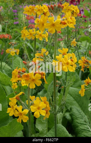 A candelabra primula, Primula bulleyana, flowering plant in a garden bed, Surrey, June Stock Photo