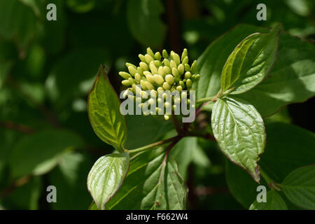 Flower and flower buds of a spindle tree, Euonymus europaeus, Berkshire, June Stock Photo