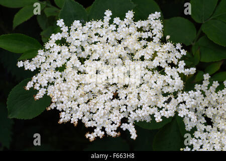 White flowers of and elder tree, Sambucus nigra, Berkshire, June Stock Photo