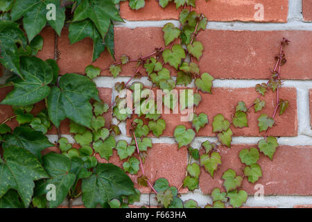 Young red and green leaves from an older plant of Boston ivy, Parthenocissus tricuspidata, cliging to a brick wall, June Stock Photo