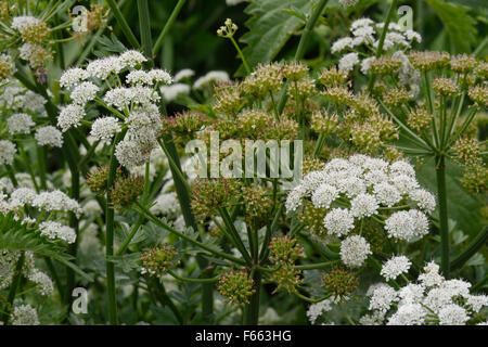 Hemlock water dropwort, Oenanthe crocata, white flower of very poisonous plant growing beside the canal, Berkshire, June Stock Photo