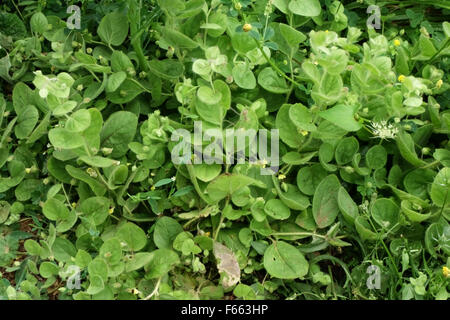 Round-leaved fluellen, Kickxia spuria, flowering prostrate plant,  Berkshire, July Stock Photo