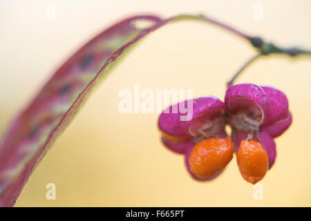 European or common spindle (Euonymus europaeus) blossom, Lower Saxony, Germany Stock Photo