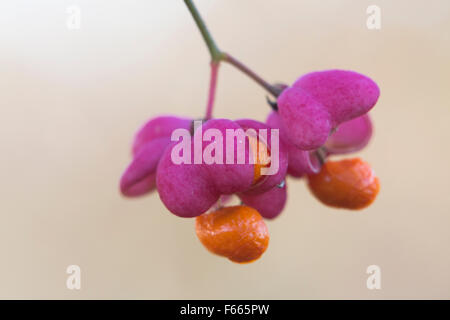 European or common spindle (Euonymus europaeus) blossom, Lower Saxony, Germany Stock Photo