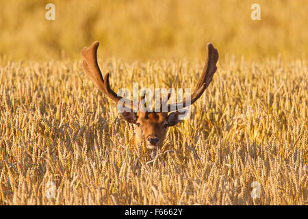 Fallow deer (Dama dama) buck with antlers covered in velvet in wheat field in summer Stock Photo