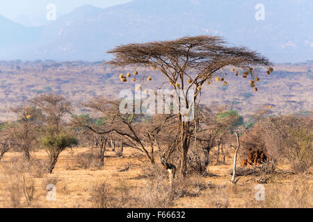 Umbrella thorn acacia (Vachellia tortilis) with weaver (Ploceidae) bird nests, Samburu National Reserve, Kenya Stock Photo