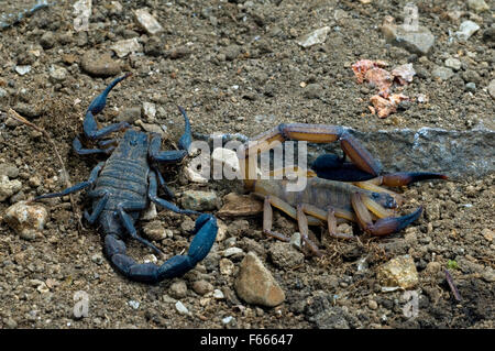 Black edged scorpion (Centruroides limbatus) male and female, Central America Stock Photo