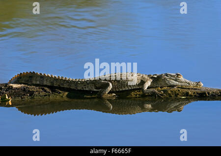 Spectacled caiman / white caiman / common caiman (Caiman crocodilus) basking  on log in river, Costa Rica Stock Photo
