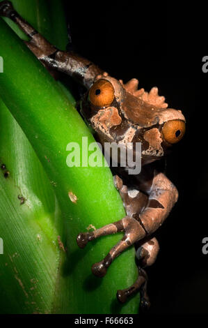 Spiny-headed tree frog / crowned tree frog (Anotheca spinosa) on leaf at night, Costa Rica Stock Photo