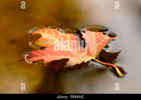 Silver maple leaf (Acer saccharinum), single autumnal colored leaf floating on the water surface, Germany Stock Photo