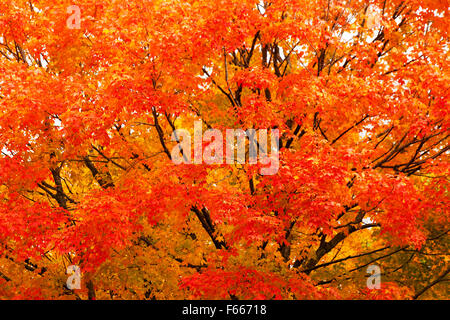 Glorious flaming colours from a maple tree in autumn, Vermont, New England , USA Stock Photo
