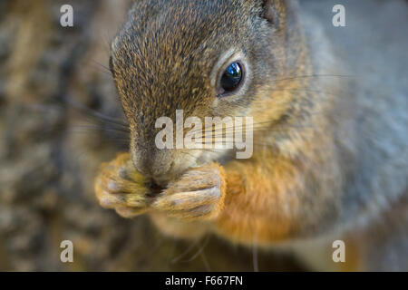 the squirrel sits in the hollow and eats sunflower seeds Stock Photo
