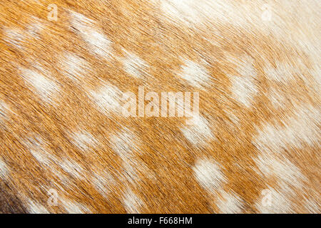 Gazelle fur. Texture or background Stock Photo