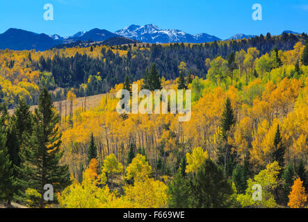 autumn aspen in the gravelly range of southwest montana and mount jefferson of the centennial mountains in the distance Stock Photo