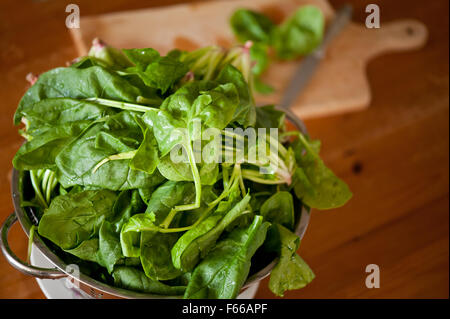 Spinach leaves in colander, perforated stainless steel strainer full of fresh wet green Spinacia vegetable waiting to be cut ... Stock Photo
