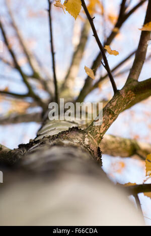 Low angle view along the trunk of a silver birch tree in Autumn Stock Photo