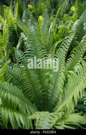 Ostrich fern or Shuttlecock Fern. Stock Photo