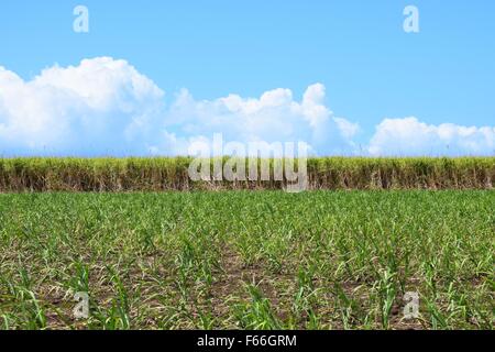 Sugar cane crop growing in Bundaberg, Queensland, Australia, taller plants at the back with a young crop at the front Stock Photo