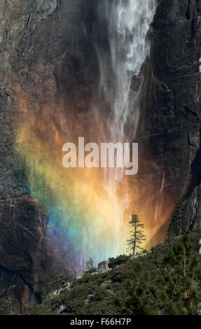 Upper Yosemite Falls With Rainbow Lone Tree Stock Photo