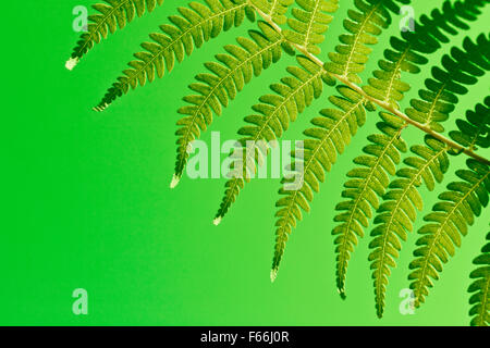 Fresh green New Zealand fern backgrounds Stock Photo