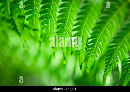 Fresh green New Zealand fern backgrounds Stock Photo