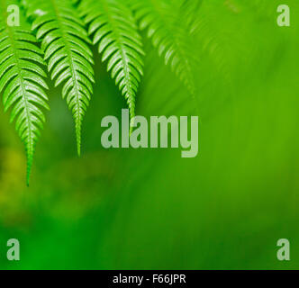 Fresh green New Zealand fern backgrounds Stock Photo