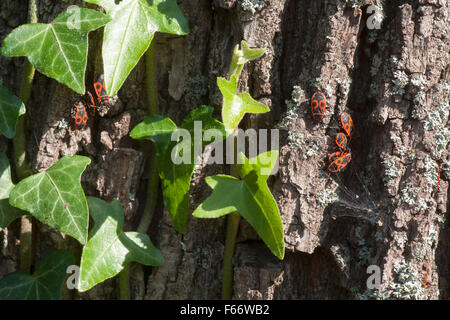 firebugs (pyrrhocoridae) on a trunk of a tree, mecklenburg-vorpommern, germany Stock Photo