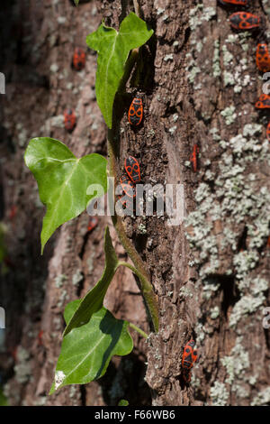 firebugs (pyrrhocoridae) on a trunk of a tree, mecklenburg-vorpommern, germany Stock Photo