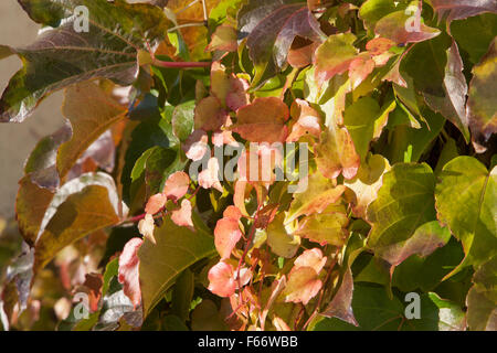 ivy (hedera helix) in autumn, mecklenburg-vorpommern, germany Stock Photo