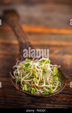 Heap of fresh sprouts in wooden spoon Stock Photo