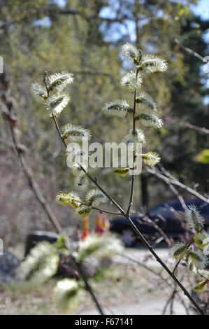 Feathery buds on a willow bush Salix closeup in spring. Stock Photo